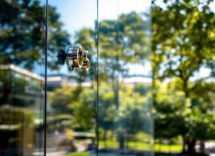 California State University AI education partnership image