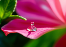 best smartphones for macro photography in 2025 1745877443